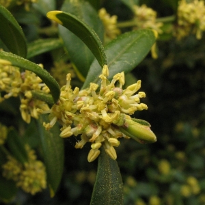 Photographie n°11858 du taxon Buxus sempervirens L. [1753]