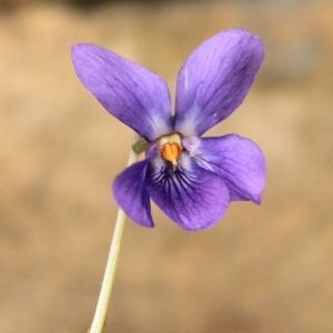 Photographie n°11867 du taxon Viola odorata L. [1753]