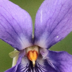 Photographie n°11868 du taxon Viola odorata L. [1753]