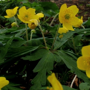 Photographie n°11870 du taxon Anemone ranunculoides L. [1753]