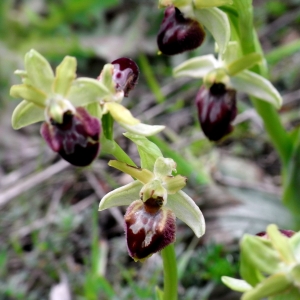 Photographie n°11879 du taxon Ophrys exaltata subsp. marzuola Geniez, Melki & R.Soca [2002]