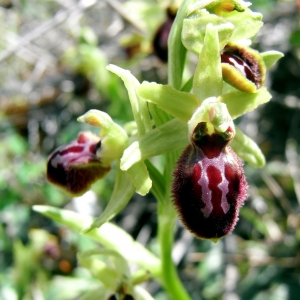 Photographie n°11880 du taxon Ophrys exaltata subsp. marzuola Geniez, Melki & R.Soca [2002]