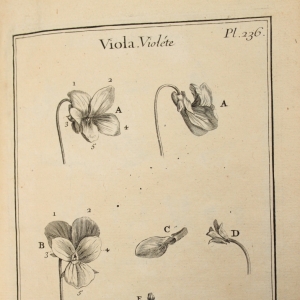 Photographie n°11888 du taxon Viola odorata L. [1753]