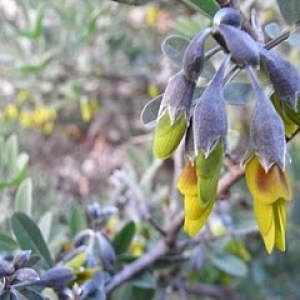 Photographie n°11890 du taxon Anagyris foetida L. [1753]