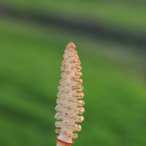 Photographie n°11898 du taxon Equisetum arvense L. [1753]