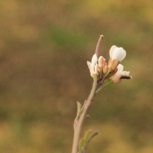 Photographie n°11911 du taxon Cardamine hirsuta L. [1753]