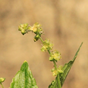 Photographie n°11914 du taxon Mercurialis perennis L. [1753]