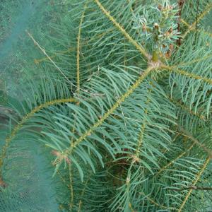 Photographie n°11916 du taxon Abies concolor (Gordon & Glend.) Lindl. ex Hildebr. [1861]