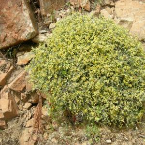 Photographie n°11932 du taxon Anthyllis hermanniae L. [1753]