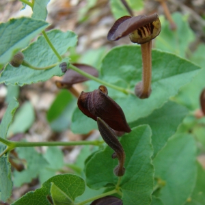 Photographie n°11952 du taxon Aristolochia pistolochia L. [1753]