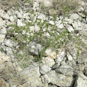 Photographie n°11957 du taxon Asparagus acutifolius L. [1753]