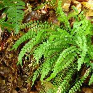 Photographie n°11959 du taxon Asplenium viride Huds. [1762]