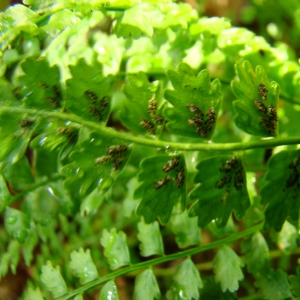 Photographie n°11963 du taxon Asplenium viride Huds. [1762]