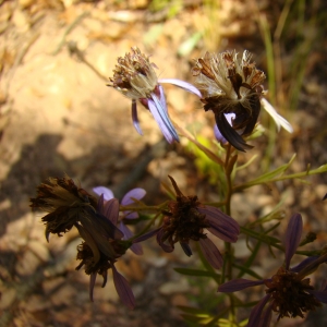 Photographie n°11964 du taxon Aster sedifolius L. [1753]