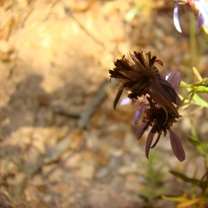 Photographie n°11965 du taxon Aster sedifolius L. [1753]