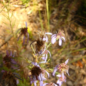 Photographie n°11966 du taxon Aster sedifolius L. [1753]