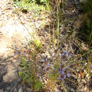 Photographie n°11967 du taxon Aster sedifolius L. [1753]