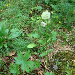 Photographie n°11977 du taxon Astrantia major subsp. involucrata (W.D.J.Koch) Ces. [1844]