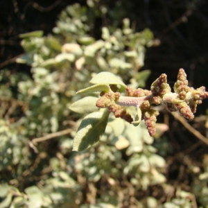 Photographie n°11984 du taxon Atriplex halimus L. [1753]