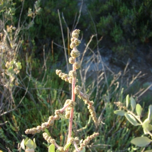 Photographie n°11987 du taxon Atriplex halimus L. [1753]