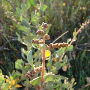 Photographie n°11989 du taxon Atriplex halimus L. [1753]