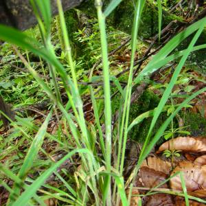 Bromopsis benekenii (Lange) Holub (Brome de Beneken)