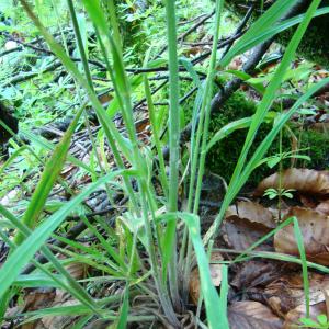  - Bromus benekenii (Lange) Trimen [1872]