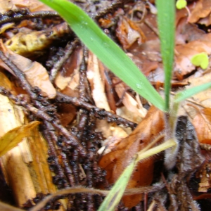 Photographie n°12020 du taxon Bromus ramosus Huds. [1762]