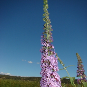 Photographie n°12026 du taxon Buddleja davidii Franch. [1887]