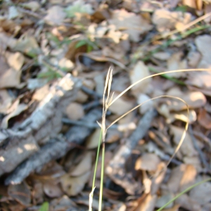 Photographie n°12034 du taxon Carex distachya Desf. [1799]
