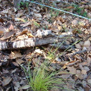 Photographie n°12035 du taxon Carex distachya Desf. [1799]