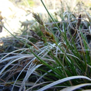 Photographie n°12038 du taxon Carex halleriana Asso [1779]