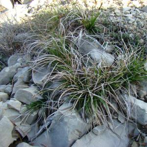 Photographie n°12040 du taxon Carex halleriana Asso [1779]