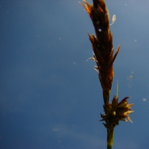 Photographie n°12042 du taxon Carex halleriana Asso [1779]