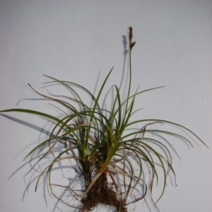 Photographie n°12045 du taxon Carex halleriana Asso [1779]