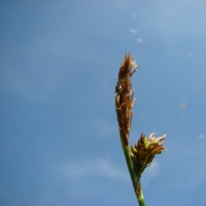 Photographie n°12046 du taxon Carex halleriana Asso [1779]