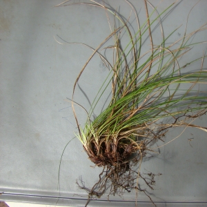 Photographie n°12051 du taxon Carex humilis Leyss. [1758]
