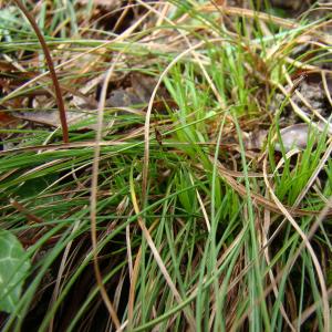 Photographie n°12052 du taxon Carex humilis Leyss. [1758]