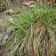   - Carex humilis Leyss. [1758]