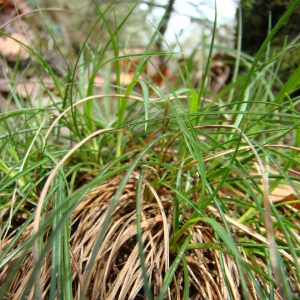 Photographie n°12054 du taxon Carex humilis Leyss. [1758]