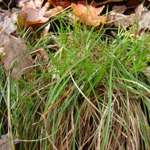 Photographie n°12056 du taxon Carex humilis Leyss. [1758]