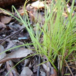 Photographie n°12058 du taxon Carex distachya Desf. [1799]