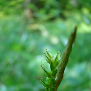 Photographie n°12064 du taxon Carex sylvatica Huds. [1762]