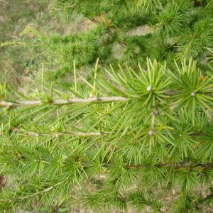 Photographie n°12069 du taxon Cedrus atlantica (Manetti ex Endl.) Carrière [1855]