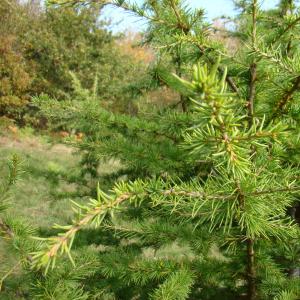 Photographie n°12071 du taxon Cedrus atlantica (Manetti ex Endl.) Carrière [1855]