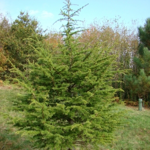Photographie n°12072 du taxon Cedrus atlantica (Manetti ex Endl.) Carrière [1855]