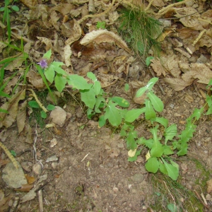 Photographie n°12085 du taxon Centaurea pectinata L. [1763]