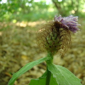 Photographie n°12087 du taxon Centaurea pectinata L. [1763]