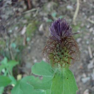 Photographie n°12088 du taxon Centaurea pectinata L. [1763]