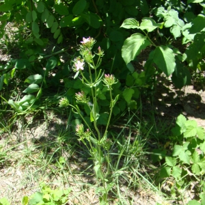 Photographie n°12091 du taxon Centaurium pulchellum (Sw.) Druce [1898]